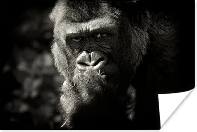 Produktbild von MuchoWow® Poster Gorilla auf schwarzem Hintergrund in Schwarz und Weiß 60x40 cm - Schlafzimmerdekoration