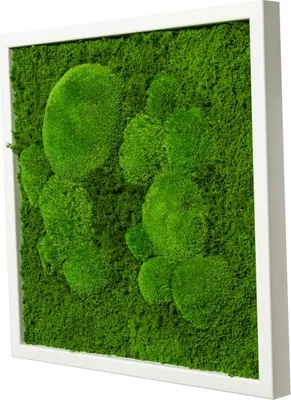 Produktbild von Moosbild 45x45cm 50% Flachmoos/ 50%Kugelmoos (weiß)
