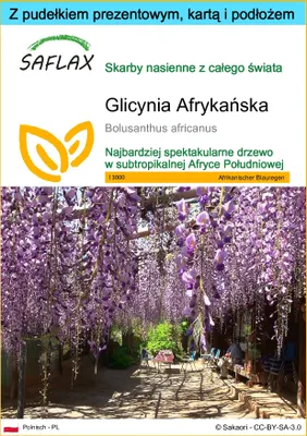 Zdjęcie produktu dla SAFLAX - Zestaw prezentowy - Glicynia Afrykańska - 15 Nasiona - Z pudełkiem upominkowym, etykietą wysyłkową, kartą podarunkową i podłożem uprawowym - Bolusanthus africanus