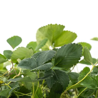 Close-up of strawberry plant leaves against a white background.