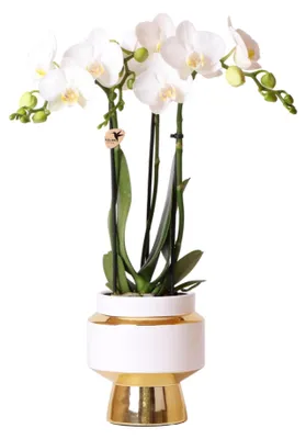 Zdjęcie produktu dla Hummingbird Orchids | White Phalaenopsis Orchid - Amabilis + Le Chic doniczka dekoracyjna zlota - rozmiar doniczki 9cm - 40cm wysokosci | kwitnaca roslina doniczkowa w doniczce - swiezo od producenta
