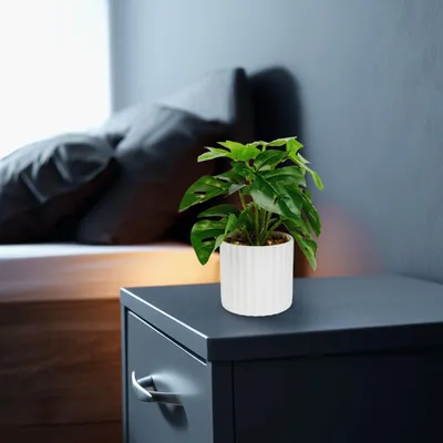 Produktbild von Künstliche Pflanze - Heimdekoration - Philodendron - grün - 20 x 8 cm 1 Stück [11892A], KI-generiertes Bild