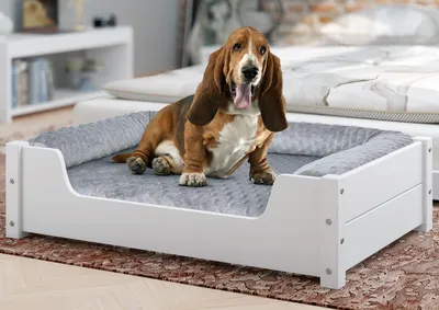 A Basset Hound dog is sitting on a white pet bed with a gray cushion in a bedroom setting.