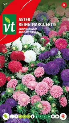 Produktbild von Aster Reine Naine Samen - Ca. 0,75 gr | VT_722