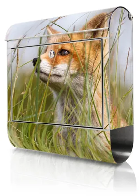 Produktbild von banjado Edelstahl Briefkasten mit Zeitungsfach mit Motiv Fuchs großer Design Postkasten rostfrei, A4 Einwurf [BKGE2 10328]