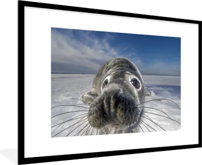 Produktbild von MuchoWow® MuchoWow® Gerahmtes Poster Robbe - Schnee - Nahaufnahme 90x60 cm - Poster mit zchwarzem Bilderrahmen - Wanddekoration - Fotos