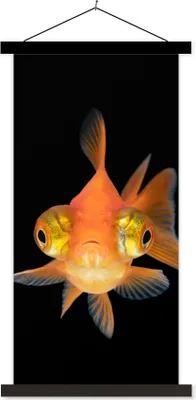 Produktbild von MuchoWow® Textilposter Goldfisch - Meerestiere - Augen 60x120 cm mit schwarzem Rahmen - Magnete