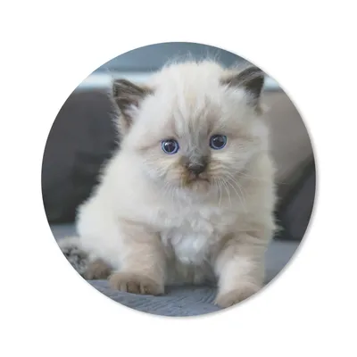 Produktbild von MuchoWow® Mauspad Mousepad Kätzchen - Katze - Tier 40x40 cm - Mousepads - Maus Mat - Pad - Mausunterlage - Schreibtisch Accessoires