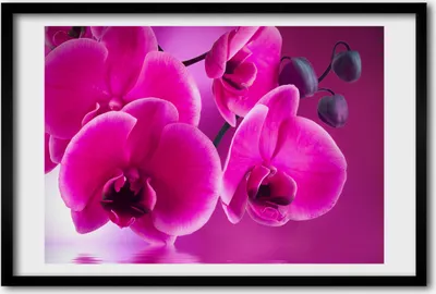 Produktbild von Bild 60x40 MDF-Rahmen, Wandkunst Orchidee
