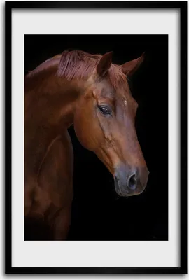 Produktbild von Bild - Bilderrahmen - 40 cm x 60 cm - MDF - Rahmen - Wandkunst - Porträt eines Pferdes