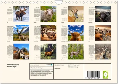 Produktbild von Majestätische Hornträger (Wandkalender 2026 DIN A4 quer), CALVENDO Monatskalender