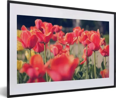Produktbild von MuchoWow® Gerahmtes Poster Tulpen - Blumen - Natur 60x40 cm - Poster mit Schwarzem Bilderrahmen Wandposter Rahmen Foto Bilder - Schlafzimmer - Plakat in Rahmen - Drucken
