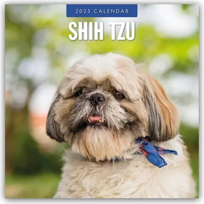 Produktbild von Shih Tzu 2025 - 16-Monatskalender
