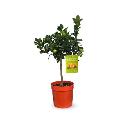 Image de Kumquat - Fortunella Obovata - agrume méditerranéen - arbre fruitier - ↕ 75-85 cm - ⌀ 22 cm
