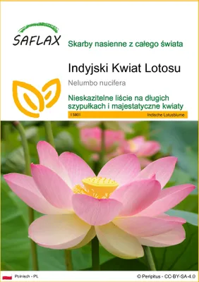 Zdjęcie produktu dla SAFLAX - Indyjski Kwiat Lotosu - 8 Nasiona - Nelumbo nucifera