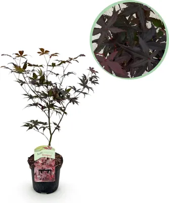 Zdjęcie produktu dla Klon japonski Acer palmatum Bloodgood - roslina balkonowa - czerwony