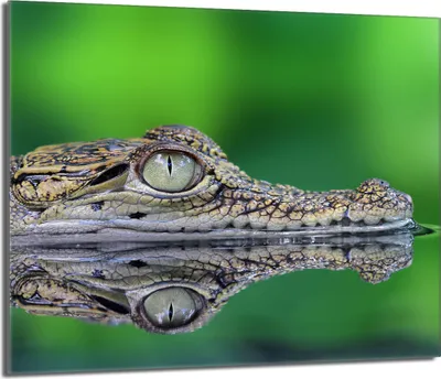 Obrázek produktu pro Krycí deska sporáku 60x52 keramický kryt varné desky splashback skleněná deska deco prkénko na krájení, aligátor zelený