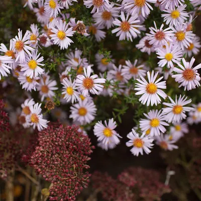 Produktbild von 3er Set Staude Apollo, ca. 20 cm hoch, 9 cm Topf, winterhart, insektenfreundlich