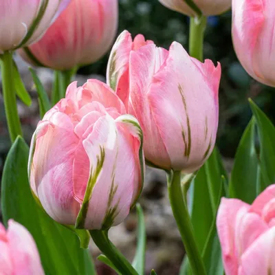 Produktbild von Green boutiQ - 24x Tulipa Double Pink - Gefüllte rosa Tulpe - Rosa - Frühlingsblüher - Zwiebelgröße 11/12