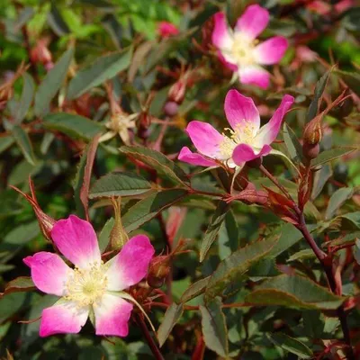 Produktbild von Blaue Hechtrose - Rosa glauca Wildrose