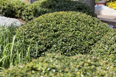 Produktbild von Ilex crenata 'Green Lustre', Japanische Stechpalme, immergrün, 30–40 cm