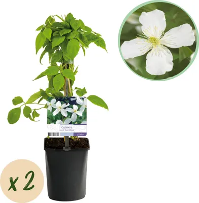 Zdjęcie produktu dla Winorośl pnąca - Clematis montana Grandiflora - Biały kwiat - Wczesne kwitnienie - Niskie koszty utrzymania -2 rośliny - 30-40cm - Ø10cm - Roślina ogrodowa