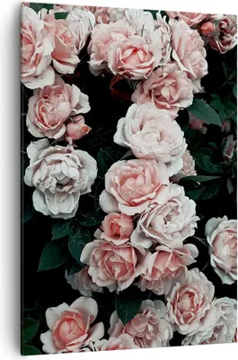 Produktbild von Bild auf Leinwand - Leinwandbild - Einteilig - Rosen Blumen Blätter - 70x100cm - Wand Bild - Wanddeko - Wandbilder - Leinwanddruck - Wanddekoration - Leinwand bilder - Wandbild - PA70x100-4760