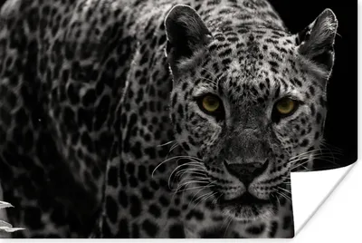 Produktbild von MuchoWow® Poster Leopard - Schwarz - Weiß 30x20 cm - Plakate - Print