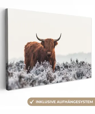 Produktbild von MuchoWow® - Leinwandbilder - Schottischer Hochländer - Tier - Natur - Weiß, Wandbild, Wanddeko Bilder Wohnzimmer, 30x20 cm