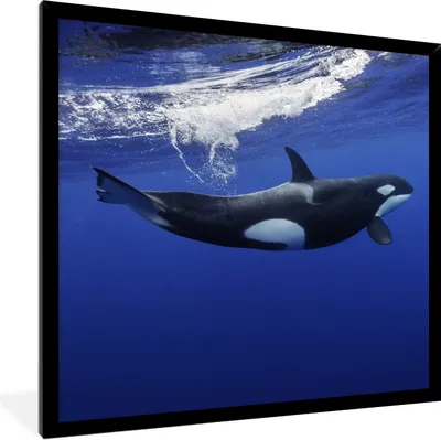 Produktbild von MuchoWow® Gerahmtes Poster Orca im klaren Wasser 40x40 cm - Poster mit Schwarzem Bilderrahmen Wandposter Rahmen Foto Bilder - Mit Rahmen - Wanddekoration Schlafzimmer