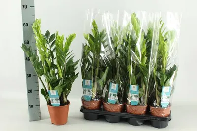 Obrázek produktu pro Zamioculcas „Glücksfeder“ - pokojová rostlina, prumer 14cm, výška 65cm