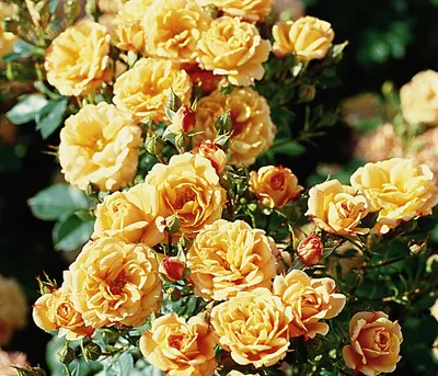 Produktbild von Dehner Rose Zwergrose Apricot Clementine®, Züchter Tantau, apricot-farbene Blüten, nicht duftend, 15-30 cm, Topfware