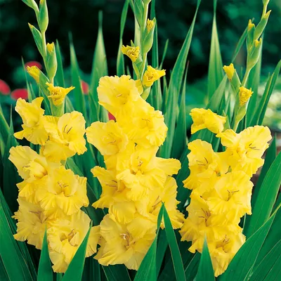 Zdjęcie produktu dla Gladiolus Mieczyk Wielkokwiatowy Yellow Frans 5 szt Mieczyki cebulki