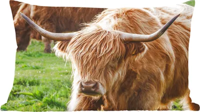 Produktbild von MuchoWow® Zierkissen Sofakissen Wohnzimmer Dekokissen 60x40 cm Schottische Hochlandrind - Tiere - Gras - Kopfkissen - Polster mit Foto