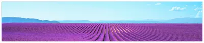 Produktbild von Wallario Küchenrückwand aus Glas, Größe: 250 x 50 cm, Motiv: Lavendelfeld unter blauem Himmel | Spritzschutz | abwischbar | pflegeleicht | in