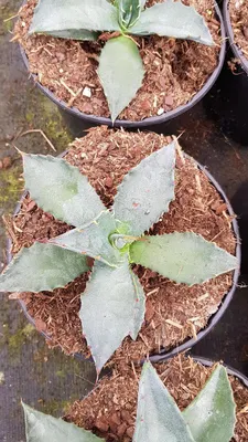 Image de Agave salmiana