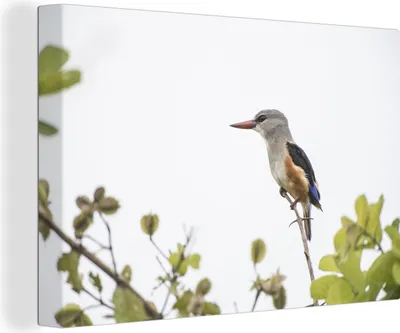 Obrázek produktu pro OneMillionCanvasses® - Obrazy na plátně - 140x90 cm, Slunce osvětluje krásného šedohlavého rybáka, nástěnný umělecký tisk Nástěnná dekorace - Fotografie na plátně - Obraz na plátně