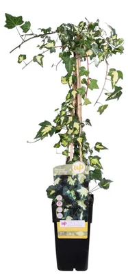 Produktbild von Hedera Colchica 'dentata variegata' - Ø15cm - ↕65 cm