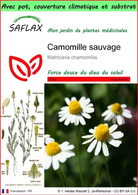 Image de SAFLAX Garden to go - Camomille sauvage - 300 graines - Matricaria