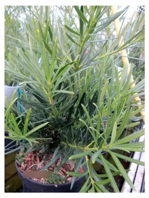 Produktbild von Podocarpus macrophyllus - Großblättrige Steineibe - 30-40 cm - Nadelgehölz