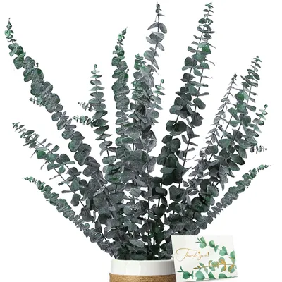 Getrocknete Eukalyptusblüten, 16 Stück, 40 cm, natürlich
