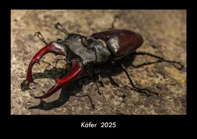 Produktbild von Käfer  2025 Fotokalender DIN A3