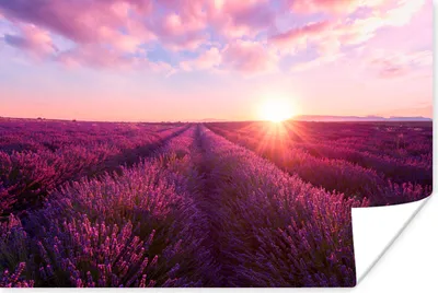 Produktbild von MuchoWow® Poster Lavendel - Blumen - Frankreich 180x120 cm - Fotoplakat