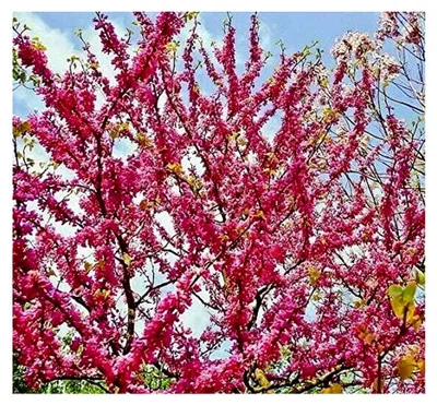 Produktbild von Judasbaum Cercis siliquastrum Pflanze 5-10cm