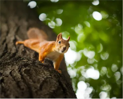 Produktbild von Wallario Poster - Süßes neugieries Eichhörnchen an einem Baum, Kunstdruck Größe: 40 x 50 cm