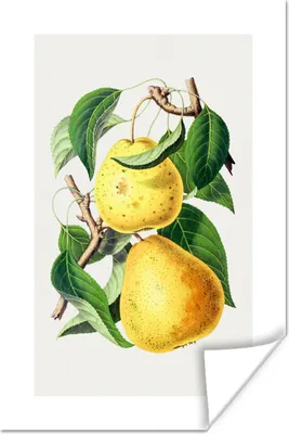 Produktbild von MuchoWow® Poster Birnen - Lebensmittel - Obst 20x30 cm - Papierdruck