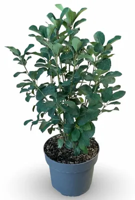 Produktbild von Felsenbirne Obelisk 40-60 cm, im Topf - Amelanchier alnifolia