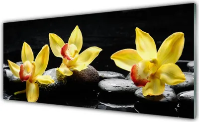 Produktbild von Acrylglasbilder 125x50 Wandbild Druck Blumen Steine Pflanzen