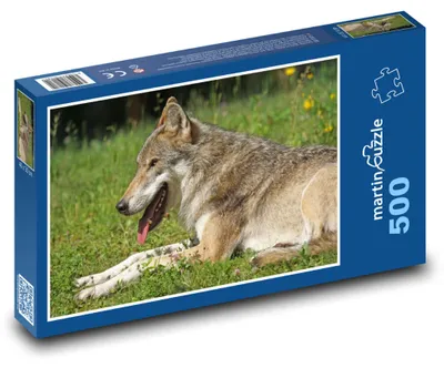 Obrázok produktu pre Puzzle 500 Vlk oddychujúci na lúke - martinpuzzle