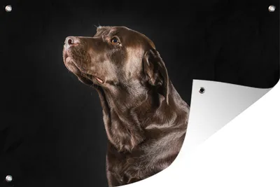 Produktbild von MuchoWow® 60x40 cm Outdoor-Poster Gartendeko Sichtschutz Garten Poster für den Garten  Hund - Braun - Porträt
